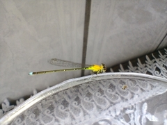 Ischnura capreolus