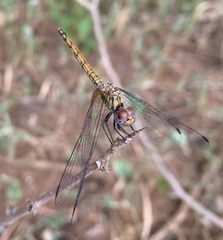 Trithemis werneri
