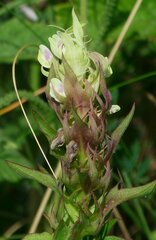 Melampyrum argyrocomum