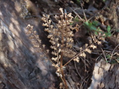 Perilla