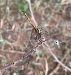 Trithemis werneri
