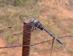 Zygonoides fuelleborni