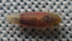 Erythridula abolla