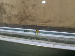 Ischnura capreolus