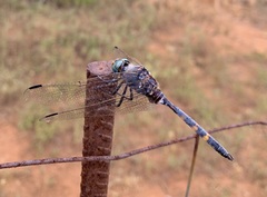 Zygonoides fuelleborni