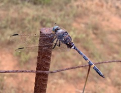 Zygonoides fuelleborni