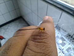 Ischnura capreolus