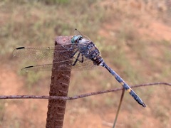 Zygonoides fuelleborni