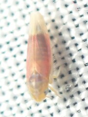 Erythridula abolla