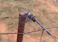 Zygonoides fuelleborni