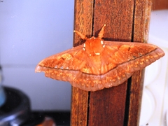 Procitheronia principalis