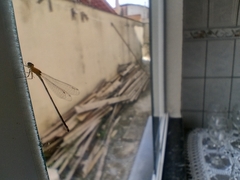 Ischnura capreolus