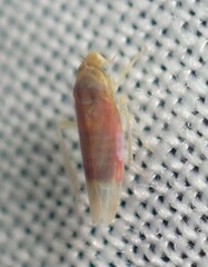 Erythridula abolla