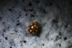 Vibidia duodecimguttata