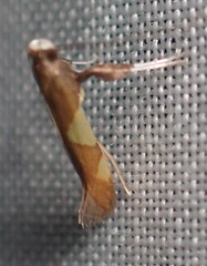Caloptilia bimaculatella