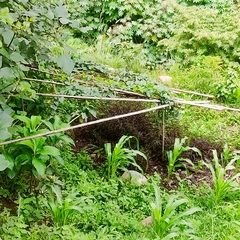 Passiflora quadrangularis