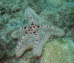 Oreaster clavatus