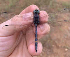 Zygonoides fuelleborni