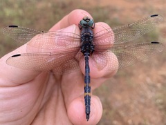 Zygonoides fuelleborni