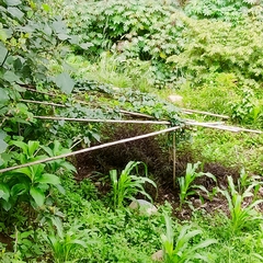 Passiflora quadrangularis