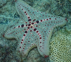 Oreaster clavatus