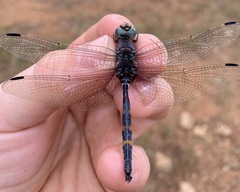 Zygonoides fuelleborni