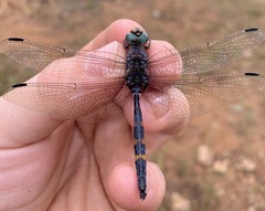 Zygonoides fuelleborni