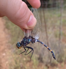 Zygonoides fuelleborni