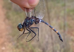 Zygonoides fuelleborni