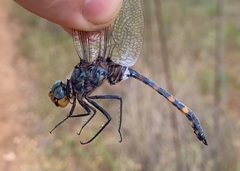 Zygonoides fuelleborni