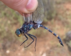 Zygonoides fuelleborni