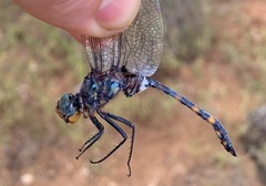 Zygonoides fuelleborni