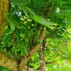 Spondias purpurea