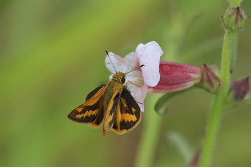 Pale Orange Dart