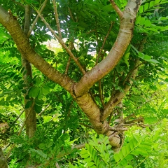 Spondias purpurea