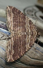 Anticlea multiferata