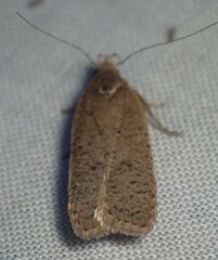 Dichomeris ventrellus