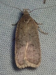 Dichomeris ventrellus