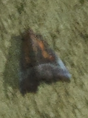 Scoliopteryx libatrix
