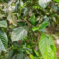 Cordia nodosa