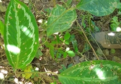 Goeppertia picturata