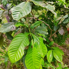 Cordia nodosa