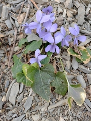 Viola hirta