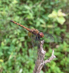 Trithemis werneri