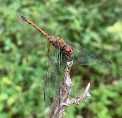 Trithemis werneri