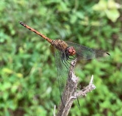 Trithemis werneri