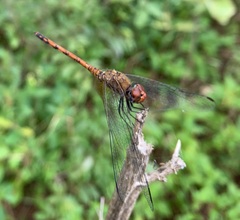 Trithemis werneri