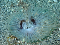 Sabellidae