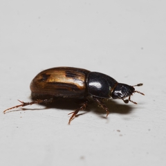 Chilothorax