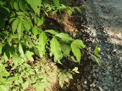 Thyrsanthella difformis